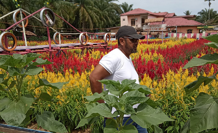 Taman Celosia Aceh Singkil