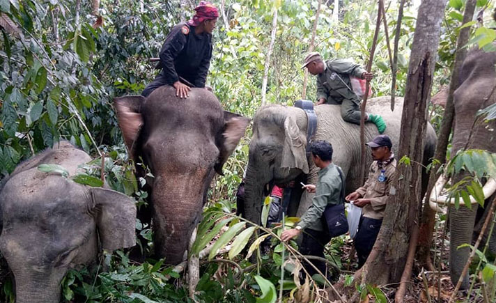 Gajah Liar