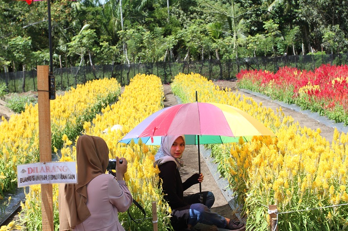 Taman Bunga Celosia