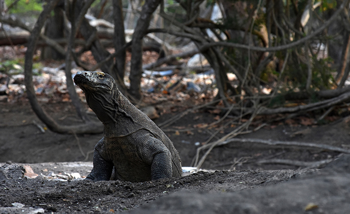 Kawasan Taman Nasional Komodo