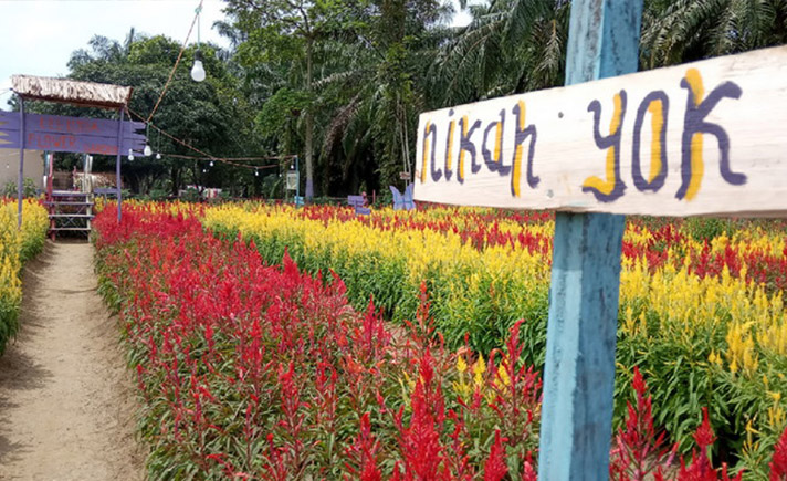 Taman Celosia Aceh Singkil