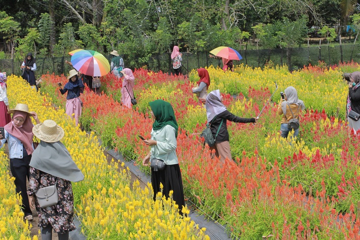 Taman Bunga Celosia