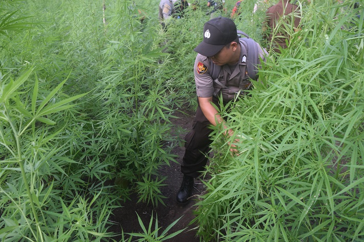 Tanaman Ganja
