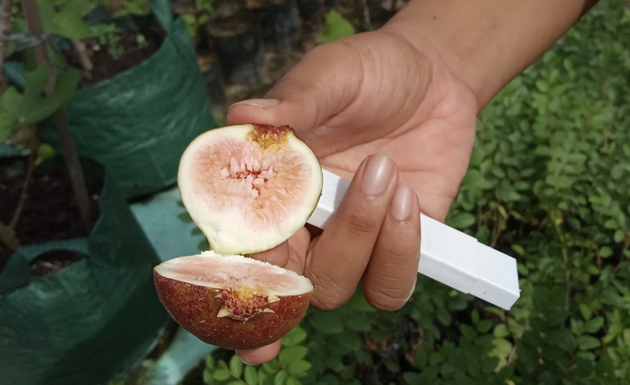 Buah tin banyak tumbuh di daerah