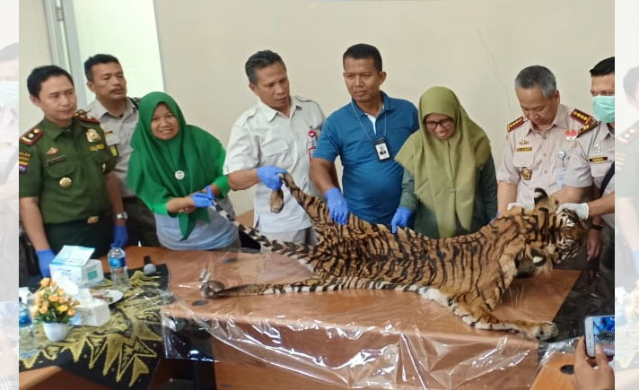 Kulit Harimau