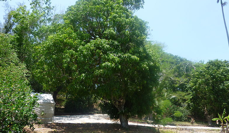 Pohon mangga