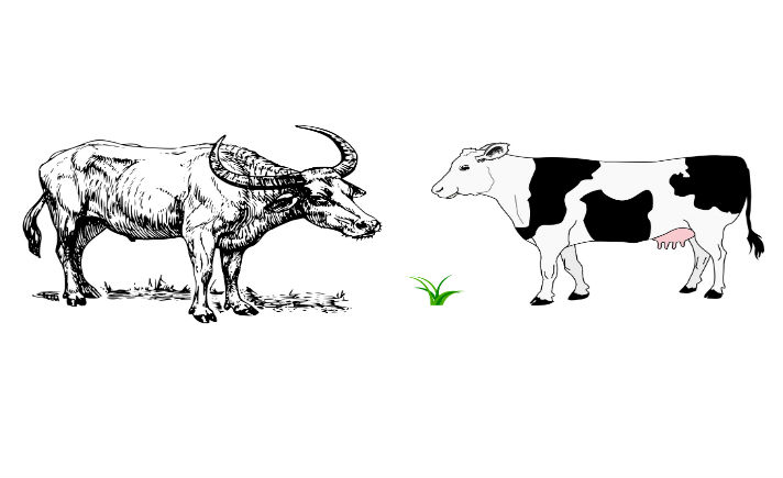 Hasil gambar untuk gambar kartun kerbau dan sapi