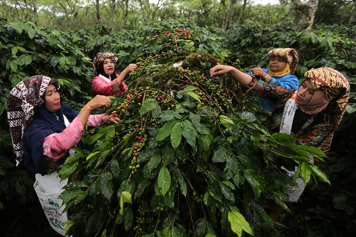 Panen Kopi Gayo