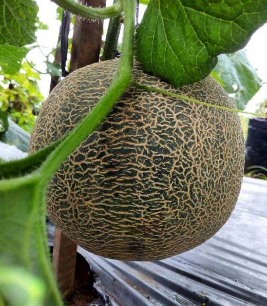 Melon Mikoriza