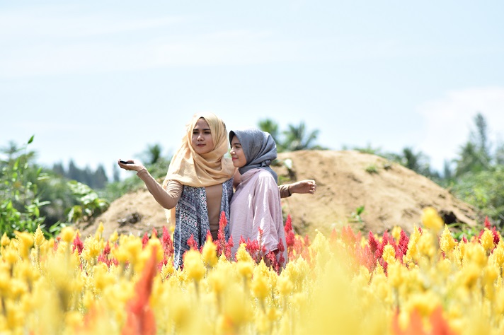 Taman Bunga Celosia