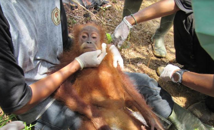 Orangutan