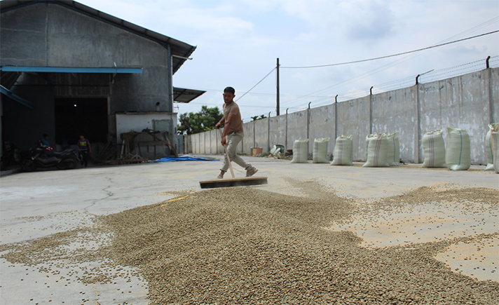 Kumpulkan Biji Kopi