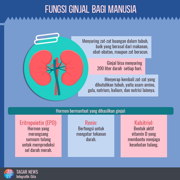 Fungsi ginjal yang utama adalah