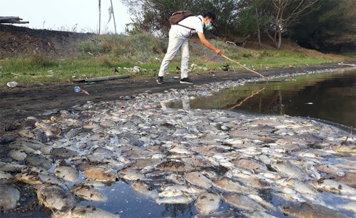 Ikan Mati di Kulonprogo