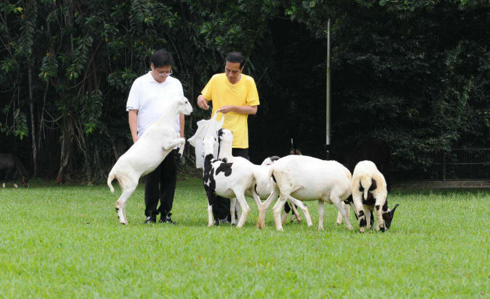 Jokowi