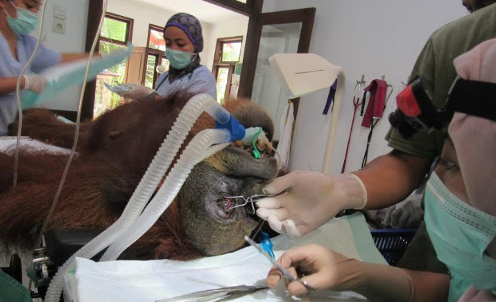 orangutan aceh