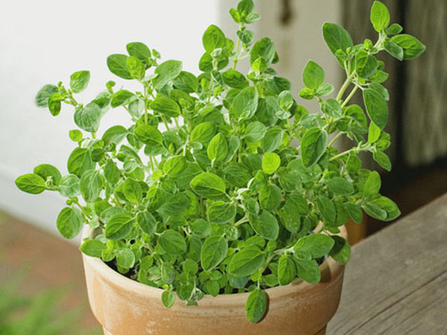 Oregano