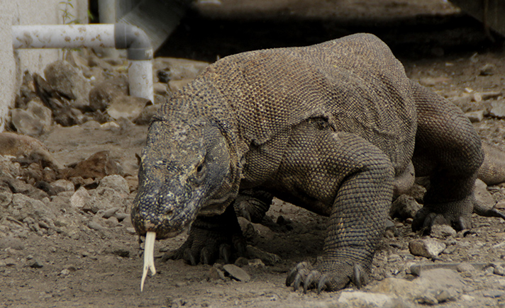 Pulau Komodo