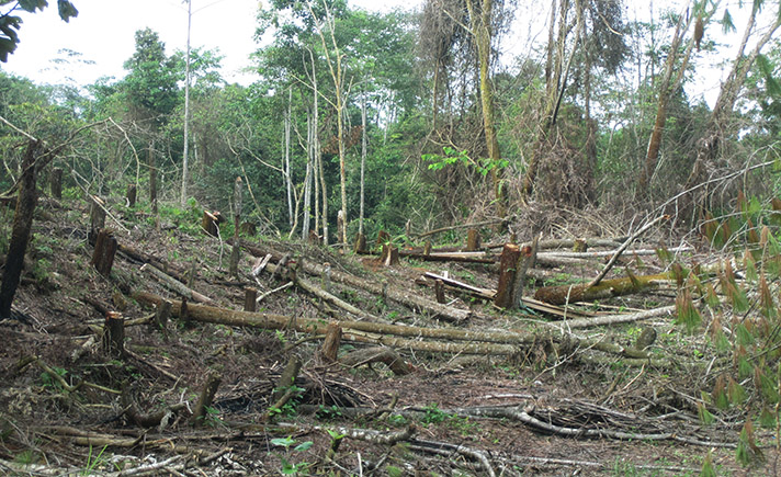 Hutan Aceh