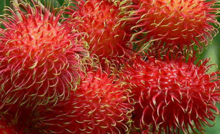 Rambutan