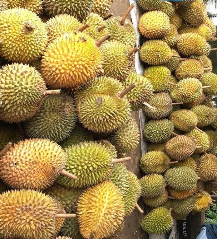 Durian