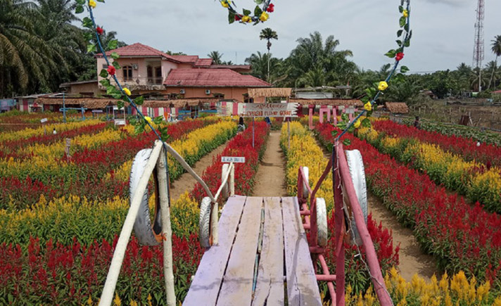 Taman Celosia Aceh Singkil