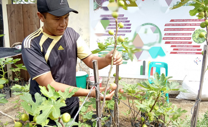 Petani Buah Tin