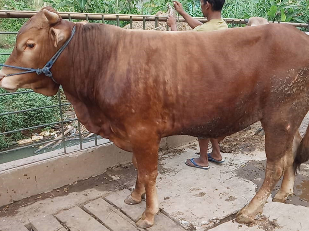 Sapi Limousin