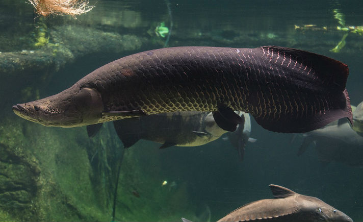 83 Koleksi Ikan Air Tawar Terbesar Di Indonesia HD Terbaru