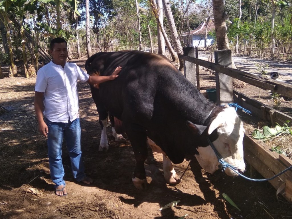 Sapi Jokowi di Gunungkidul