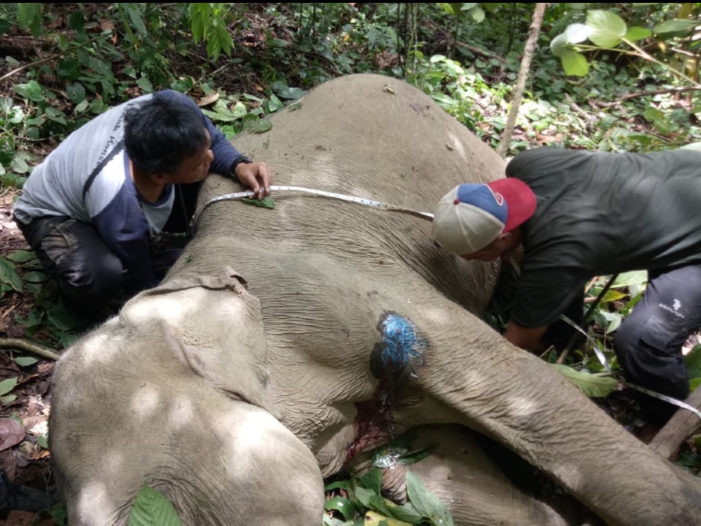 Gajah Terjerat Tali Nilon