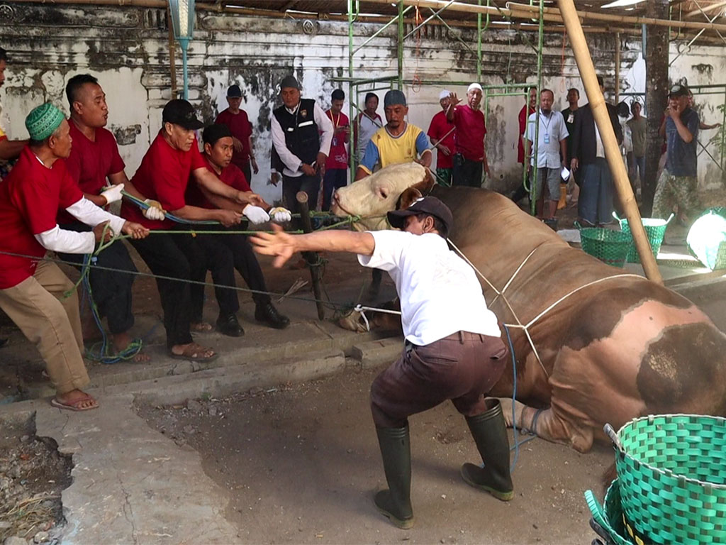 Sapi Jokowi di Solo