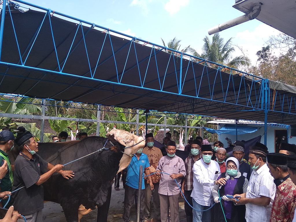 Sapi Jokowi di Gunungkidul