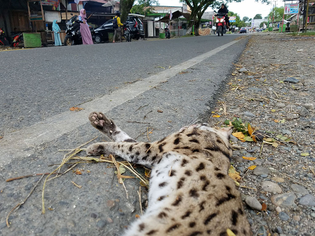 Kucing Hutan