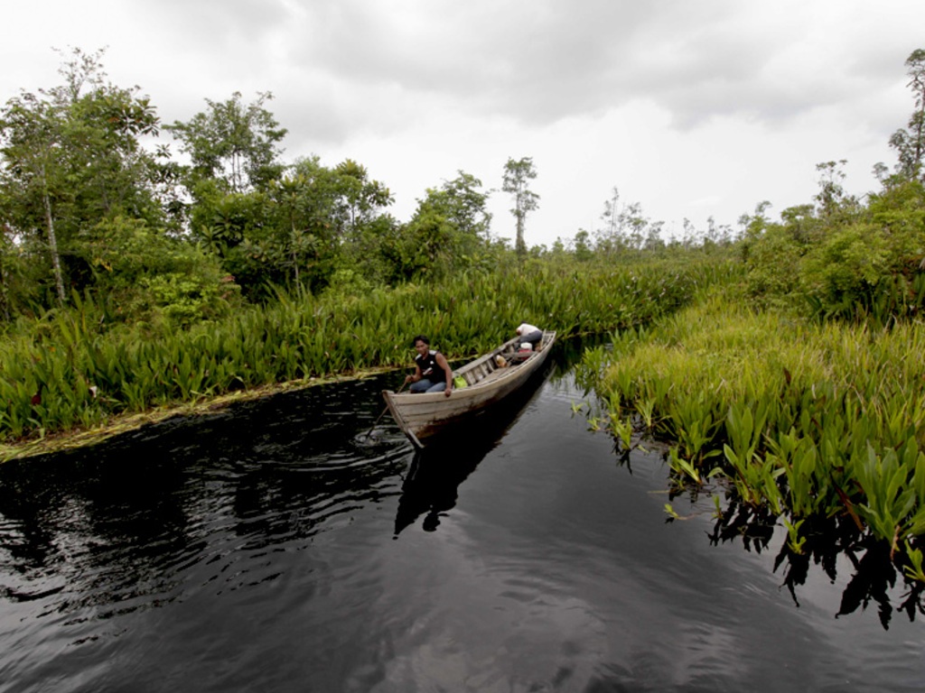 Hutan Rawa Singkil