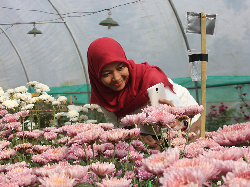 Cantiknya Kebun  Bunga  Krisan  di Kulon Progo Tagar