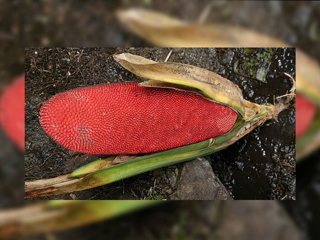 Buah Merah dari Papua