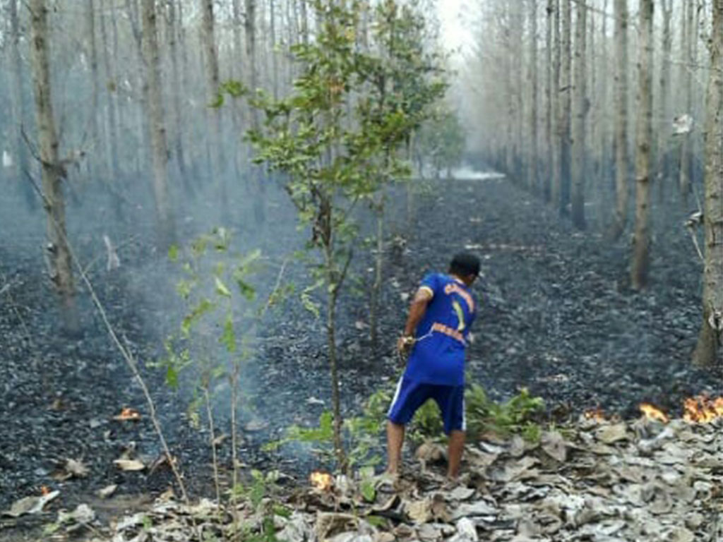 terbakar di banyuwangi