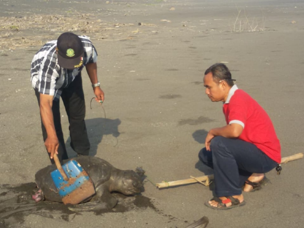 Bangkai Penyu di Kulon Progo