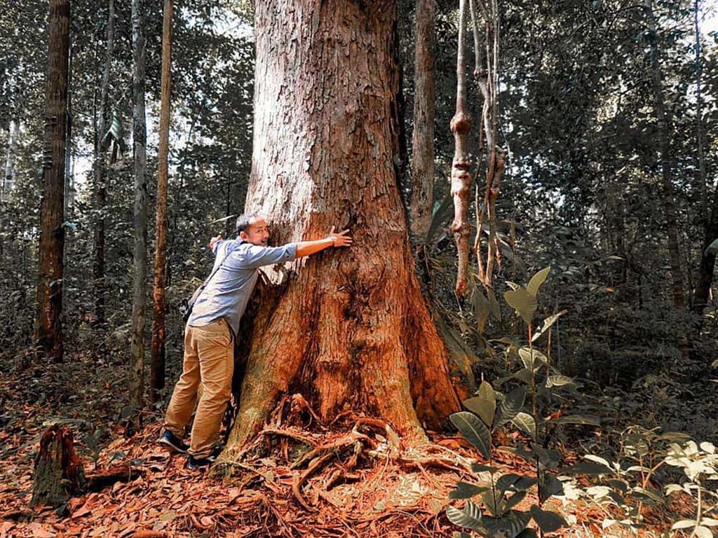 Fakta fakta Kayu  Ulin  di Kalimantan Timur Tagar