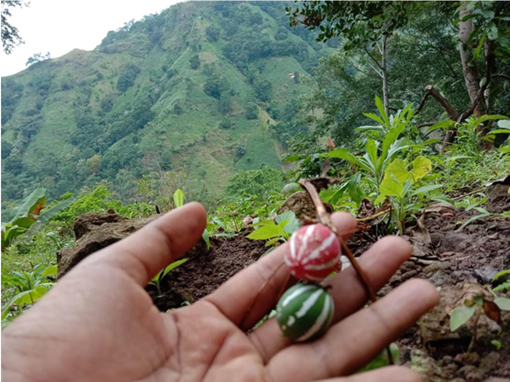 air terjun buah