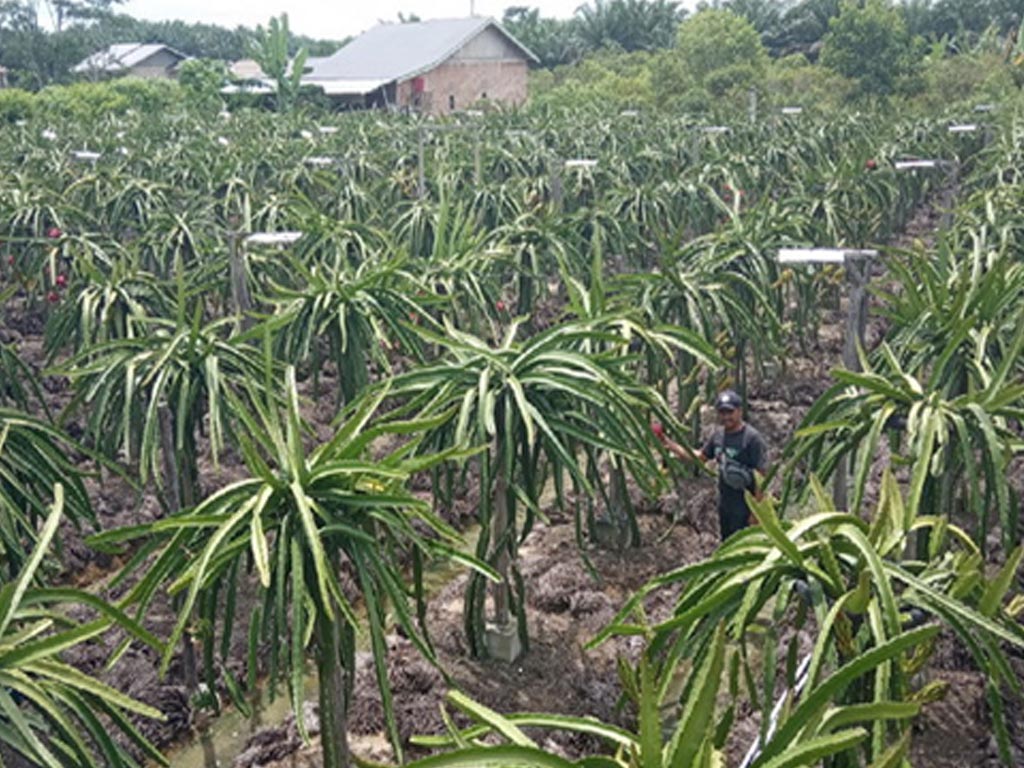 kebun buah naga