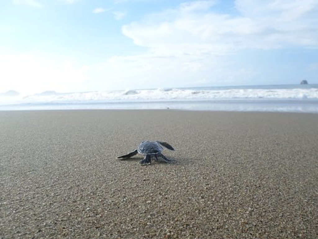 Pantai Sukamade