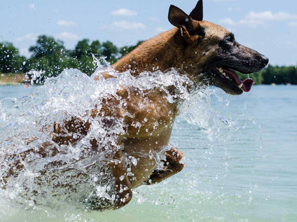 Anjing Malinois Belgian