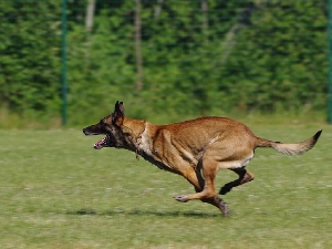 Kenapa Orang Batak Suka Makan Daging Anjing Ini Alasannya Tagar