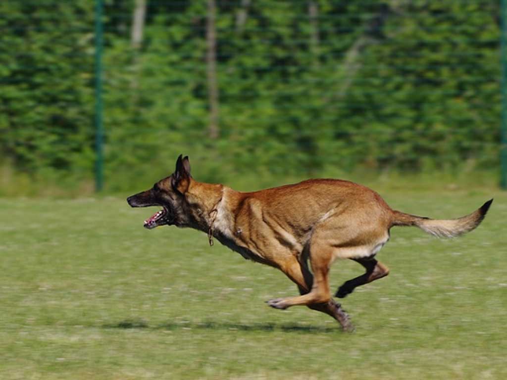 Anjing Malinois Belgian