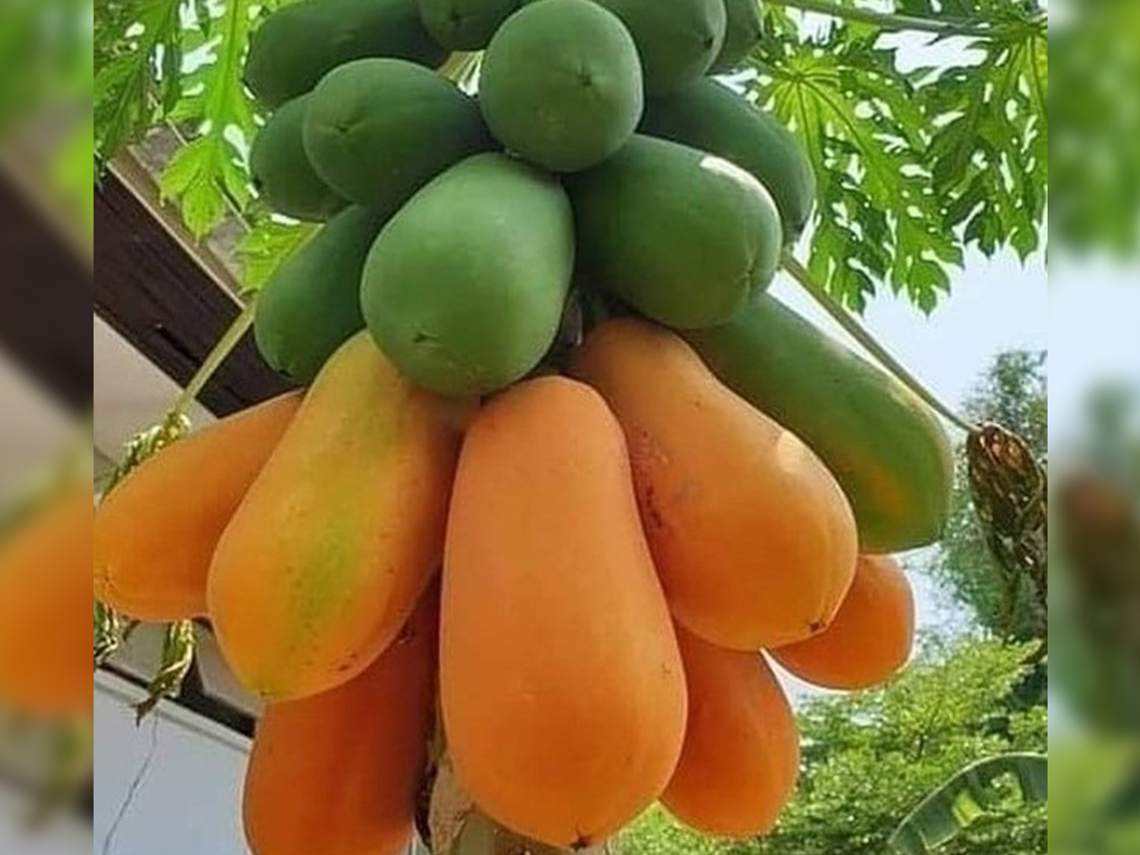 Buah pepaya