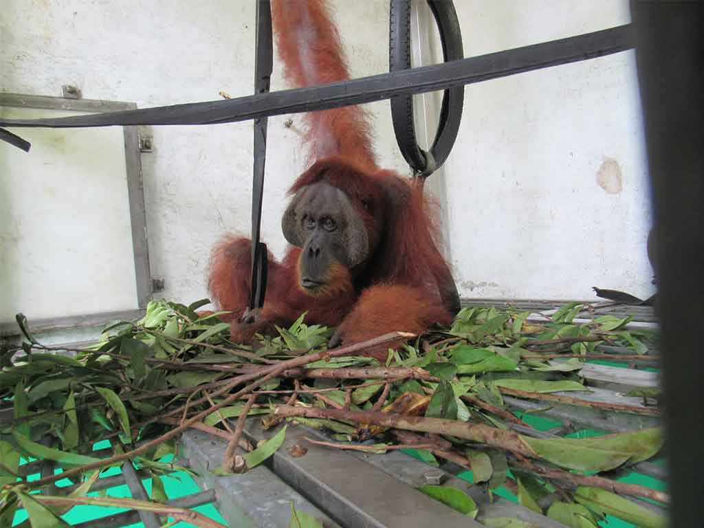 Orangutan