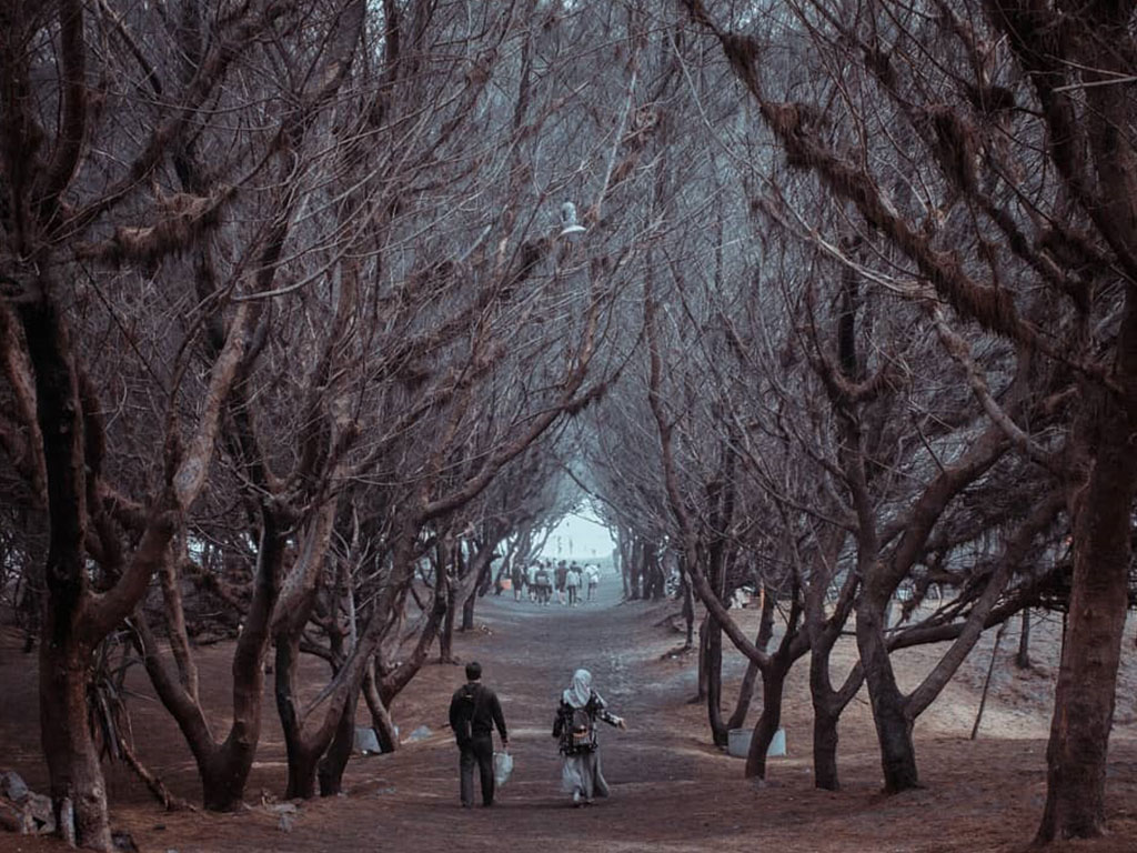 Cemara Sewu