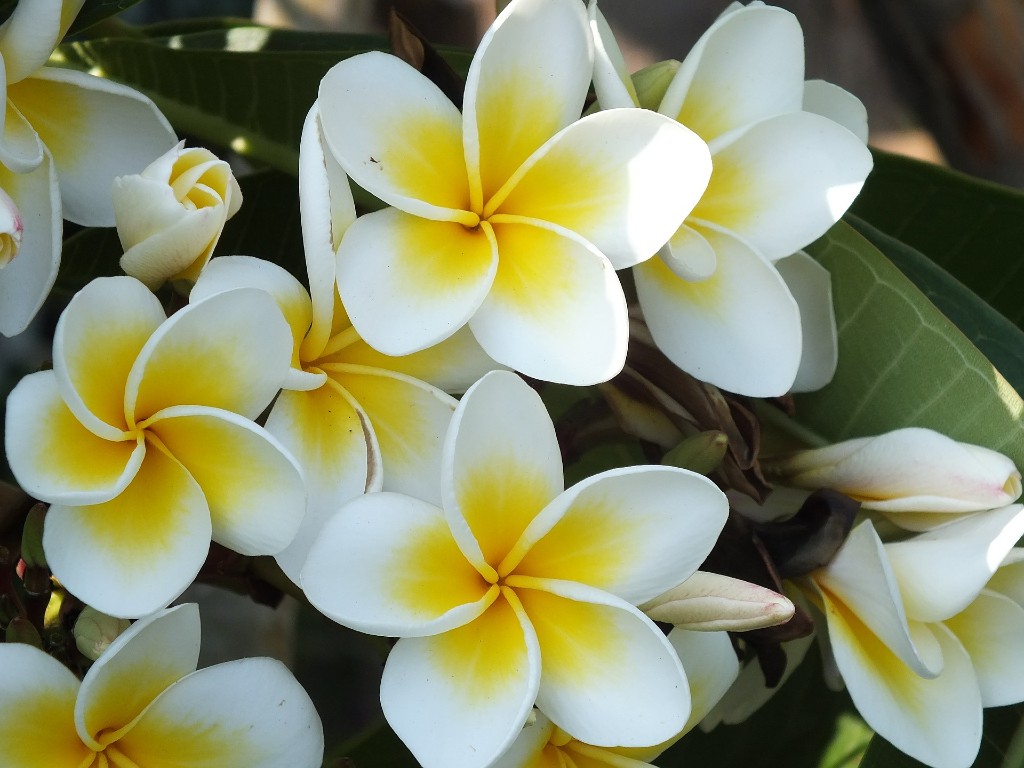 Bunga Kamboja